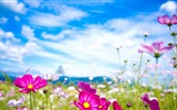 Frühlingsblumen blühen HD Wallpaper #20