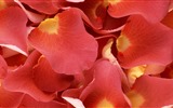 Schöne Blumen mit Tau HD Hintergrundbilder #2