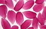 Belles fleurs fonds d'écran avec la rosée HD #4
