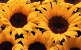Schöne Blumen mit Tau HD Hintergrundbilder #6
