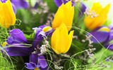 Fonds d'écran HD tulipes fleurs fraîches et colorées #2