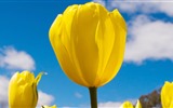 Čerstvé a barevné tulipány květinové HD tapety na plochu #3