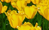 Čerstvé a barevné tulipány květinové HD tapety na plochu #5