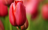 Fonds d'écran HD tulipes fleurs fraîches et colorées #8
