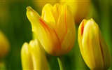 Fonds d'écran HD tulipes fleurs fraîches et colorées #13