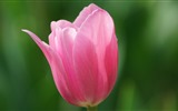 Čerstvé a barevné tulipány květinové HD tapety na plochu #14