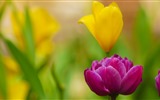Čerstvé a barevné tulipány květinové HD tapety na plochu #15