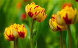 Čerstvé a barevné tulipány květinové HD tapety na plochu #16