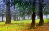 나무, 산, 물, 일출과 일몰, 자연 풍경의 HD 배경 화면 #15
