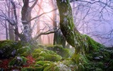 나무, 산, 물, 일출과 일몰, 자연 풍경의 HD 배경 화면 #16
