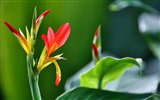 신선한 꽃과 식물을 테마로 바탕 화면을 봄 #7