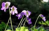 신선한 꽃과 식물을 테마로 바탕 화면을 봄 #10