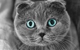tiernas mascotas, fondos de pantalla HD escoceses plegable el gato