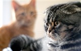 Симпатичные животные, шотландский HD обои вислоухая кошка #2