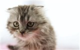Cute pets, Scottish Fold cat HD wallpapers #3