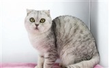 Cute pets, Scottish Fold cat HD wallpapers #4