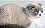 Cute pets, Scottish Fold cat HD wallpapers #5