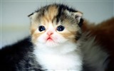 Cute pets, Scottish Fold cat HD wallpapers #8