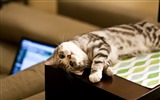 Roztomilé domácí zvířata, Scottish Fold kočka HD tapety na plochu #9