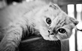 Cute pets, Scottish Fold cat HD wallpapers #10