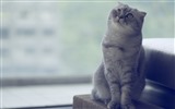 Симпатичные животные, шотландский HD обои вислоухая кошка #12