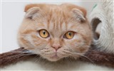 可愛的寵物，蘇格蘭折耳貓 高清壁紙 #15