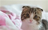Cute pets, Scottish Fold cat HD wallpapers #17