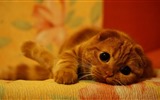 Cute pets, Scottish Fold cat HD wallpapers #18