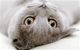 Cute pets, Scottish Fold cat HD wallpapers #19