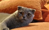 Roztomilé domácí zvířata, Scottish Fold kočka HD tapety na plochu #25