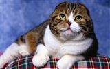 Tierisch, Scottish Fold Katze HD Wallpaper #27