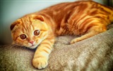 Roztomilé domácí zvířata, Scottish Fold kočka HD tapety na plochu #28