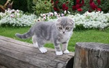 Roztomilé domácí zvířata, Scottish Fold kočka HD tapety na plochu #29