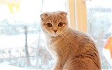 Roztomilé domácí zvířata, Scottish Fold kočka HD tapety na plochu #31
