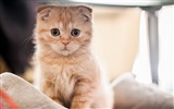 Roztomilé domácí zvířata, Scottish Fold kočka HD tapety na plochu #35