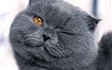 Roztomilé domácí zvířata, Scottish Fold kočka HD tapety na plochu #37