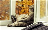 Roztomilé domácí zvířata, Scottish Fold kočka HD tapety na plochu #38