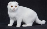 Roztomilé domácí zvířata, Scottish Fold kočka HD tapety na plochu #39