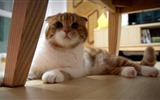 Roztomilé domácí zvířata, Scottish Fold kočka HD tapety na plochu #40