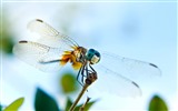 Insectos primer plano, fondos de pantalla de alta definición de la libélula