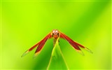 Insecte close-up, fonds d'écran HD libellule #7