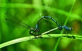 Insecte close-up, fonds d'écran HD libellule #14