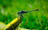 곤충 근접 촬영, 잠자리 HD 월페이퍼 #15