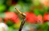 Insecte close-up, fonds d'écran HD libellule #16