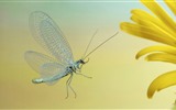 Insectos primer plano, fondos de pantalla de alta definición de la libélula #21