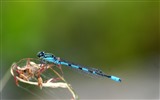 Insectos primer plano, fondos de pantalla de alta definición de la libélula #24