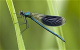 Insectos primer plano, fondos de pantalla de alta definición de la libélula #30