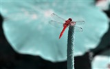 Insectos primer plano, fondos de pantalla de alta definición de la libélula #31
