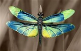 Insectos primer plano, fondos de pantalla de alta definición de la libélula #35
