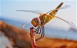 Insectos primer plano, fondos de pantalla de alta definición de la libélula #39